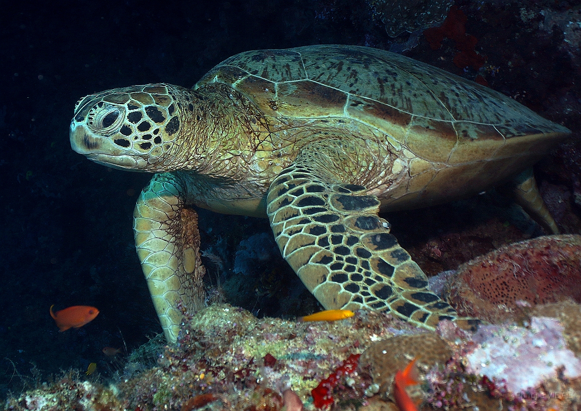 Sipadan_2015_Tortue Franche_Chelonia mydas_IMG_3043_rc.jpg